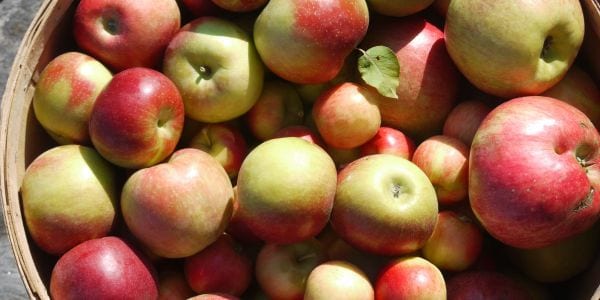 Bucket of apples