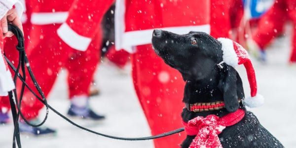 Dog dressed up as Santa at an outdoor festival.