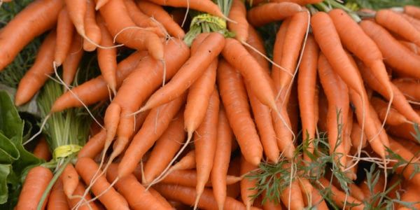 Michigan carrot recipes