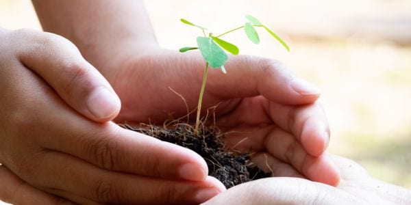 Hands holding dirt and a plant sprout
