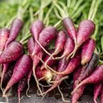 a bunch of purple carrots