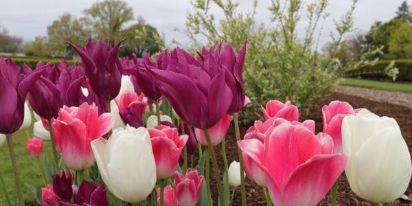 purple and pink tulips in bloom