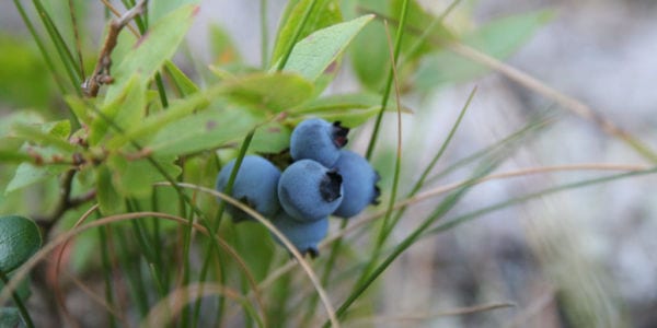 Image of wild blueberries in Houghton, Michigan.