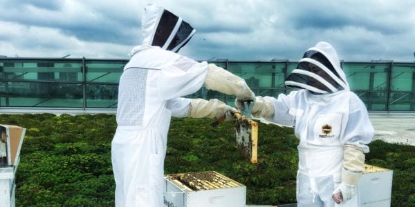 Brian Peterson-Roest of Bees in the D with Grace Derocha (both in beesuits) checking on a honeybee hive.