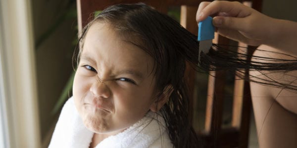young girl getting her hair combed, grimacing