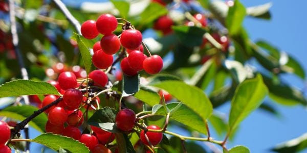 Beautiful image of red cherries against green leaves and a blue sky.