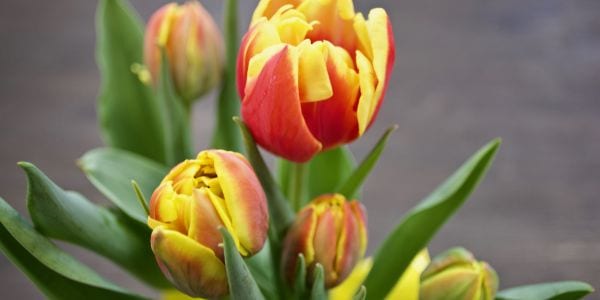 A yellow and red tulip in bloom