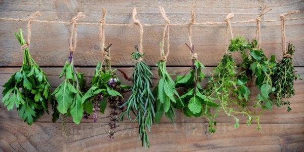 Assorted hanging herbs ,parsley ,oregano,mint,sage,rosemary,sweet basil,holy basil, and thyme for seasoning concept on rustic old wooden background.