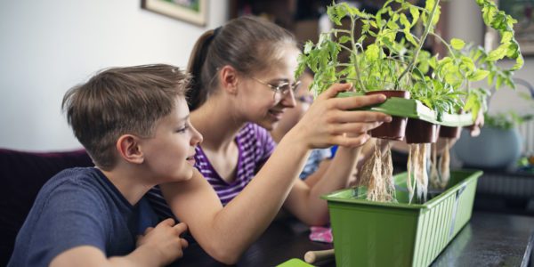 Family observing plants growing in home hydroponics pots