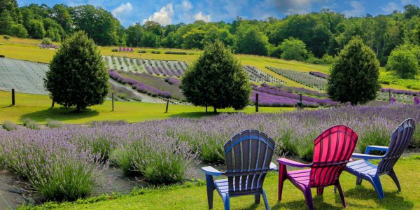 Tranquil scene with Adirondack chairs looking over a lavender field with blue sky and white clouds in Michigan